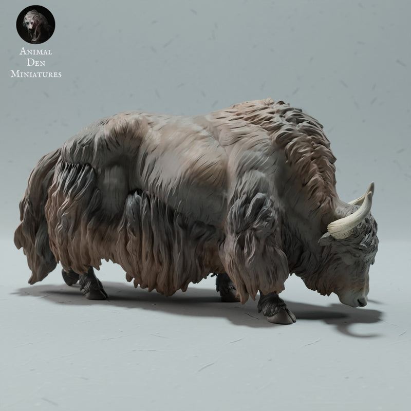 Himalayan Wild Yak Grazing - Only-Games