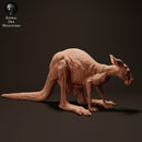 Red Kangaroo Female - Only-Games