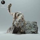 Snow Leopard on a Boulder - Only-Games