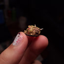 The Poxlings! - Only-Games