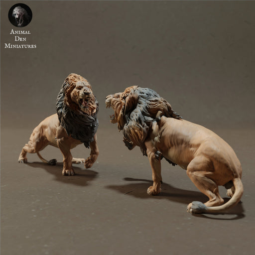 Lions Fighting 1/43 - Only-Games