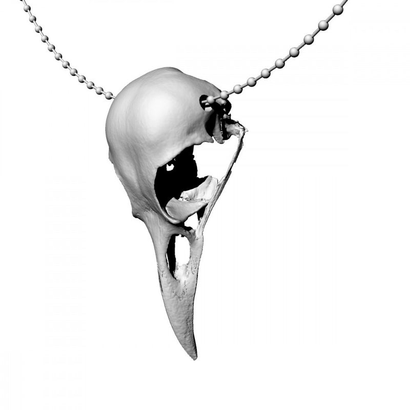 american crow skull - Only-Games