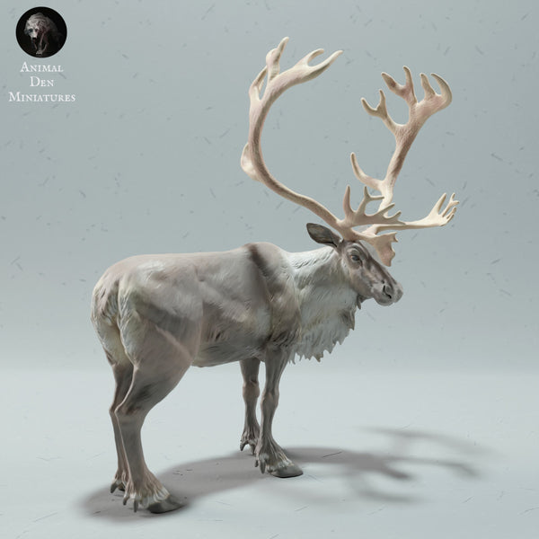 Reindeer / Caribou Bull - Only-Games