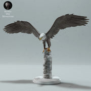 Bald Eagle - Only-Games