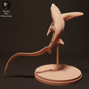 Big Eye Thresher Shark Jumping - Only-Games