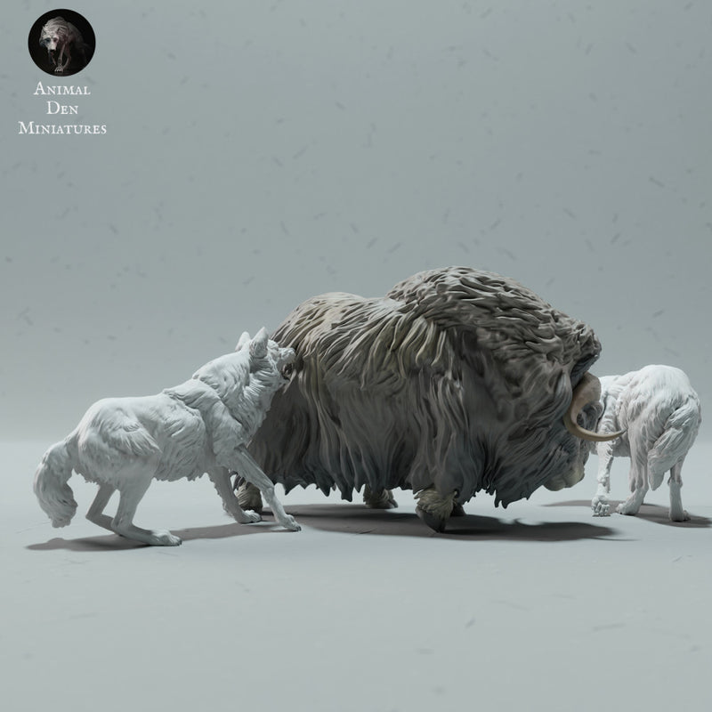 Arctic Wolves Hunting Muskox - Only-Games