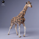 Rothschild's Giraffe 1/43 - Only-Games