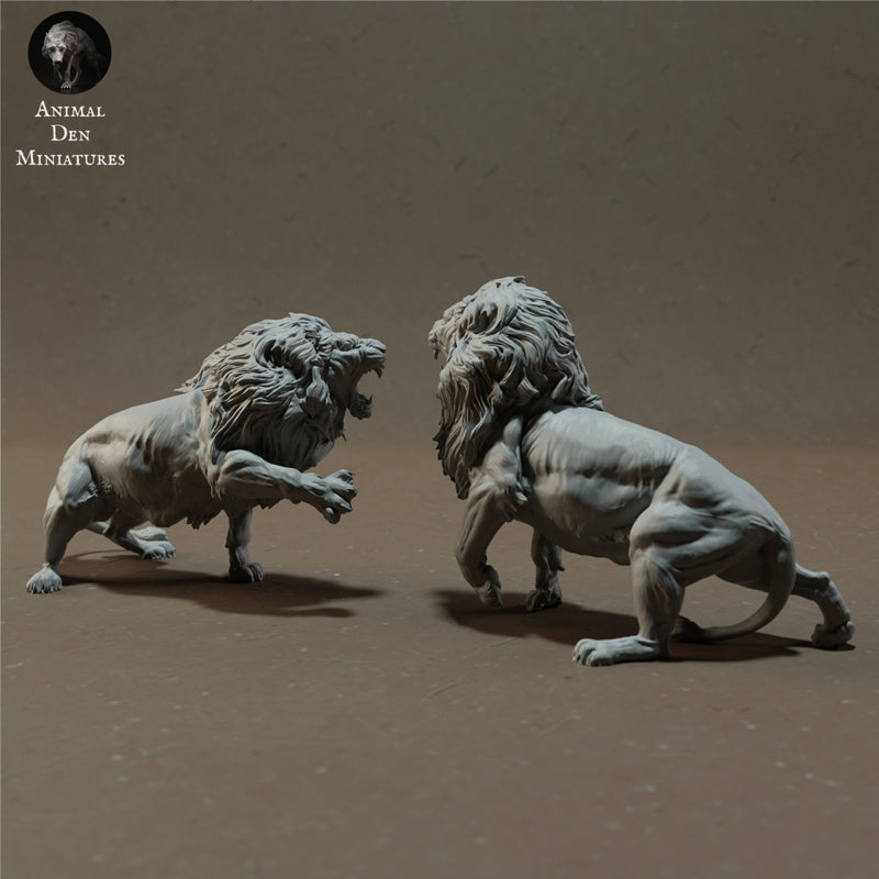 Lions Fighting 1/43 - Only-Games