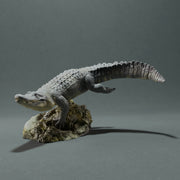 American Alligator - Swim - Only-Games