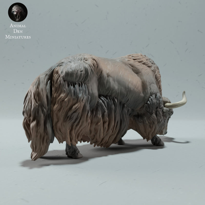 Himalayan Wild Yak Grazing - Only-Games