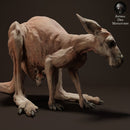 Red Kangaroo Female - Only-Games