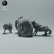 Arctic Wolves Hunting Muskox - Only-Games