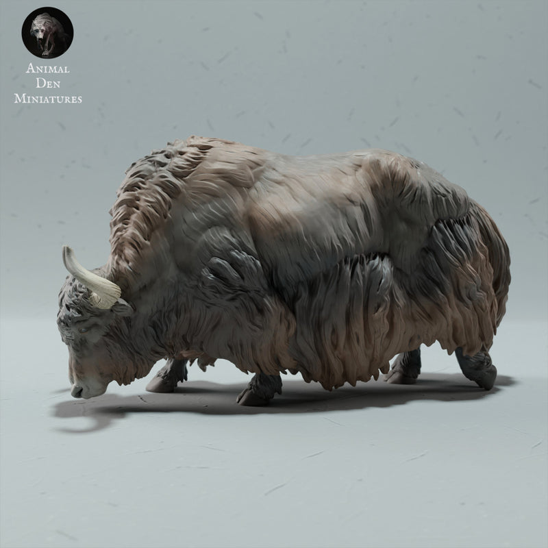 Himalayan Wild Yak Grazing - Only-Games