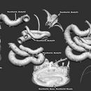 Neothelid - Only-Games