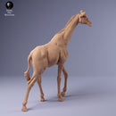 Rothschild's Giraffe 1/43 - Only-Games